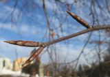 Fagus sylvatica