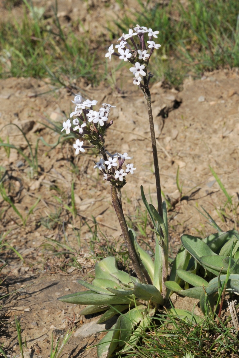 Изображение особи Valeriana chionophila.