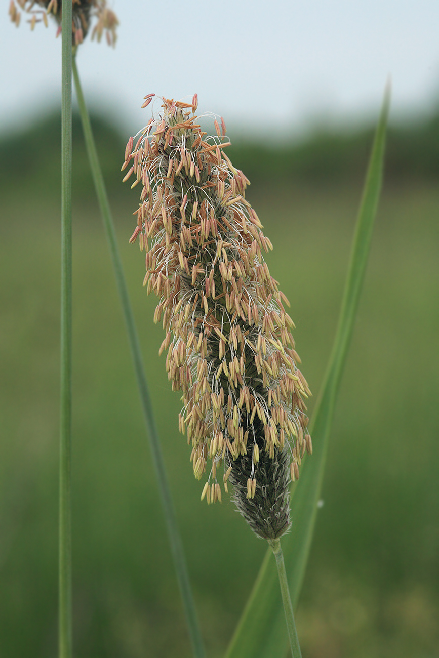 Изображение особи Alopecurus arundinaceus.