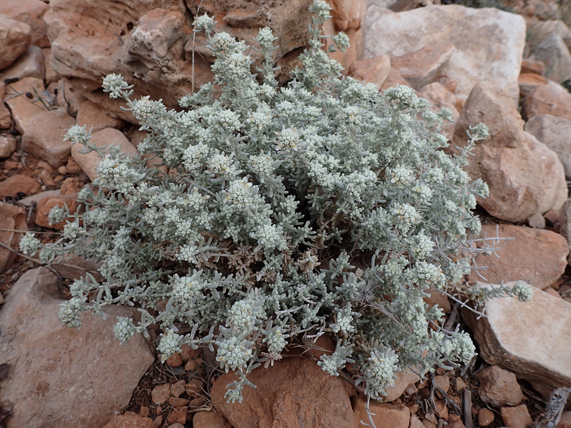 Изображение особи Teucrium capitatum.