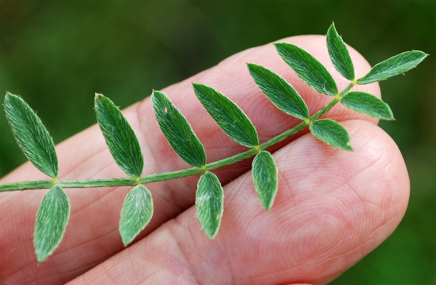 Изображение особи Astragalus dianthus.