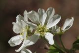 Amelanchier spicata