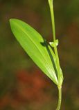 Platanthera tipuloides