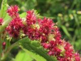 Amaranthus caudatus