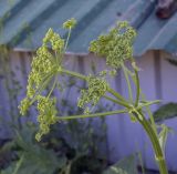 Heracleum sibiricum. Верхушка зацветающего растения. Пермский край, Кунгурский р-н, окр. с. Каширино, разнотравный луг. 06.06.2021.