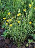 Tragopogon serotinus