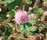 Trifolium pratense