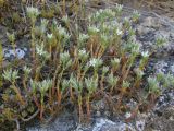 Minuartia glomerata