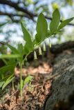 Polygonatum odoratum. Цветущее растение. Ростовская обл., Тарасовский р-н, гора Городище, дубовое редколесье. 07.05.2023.