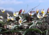 Tulipa biflora. Цветущие растения. Крым, окр. Феодосии, Лисья бухта, пустынно-степная терраса. 20 марта 2024 г.