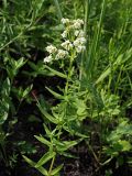 Galium boreale