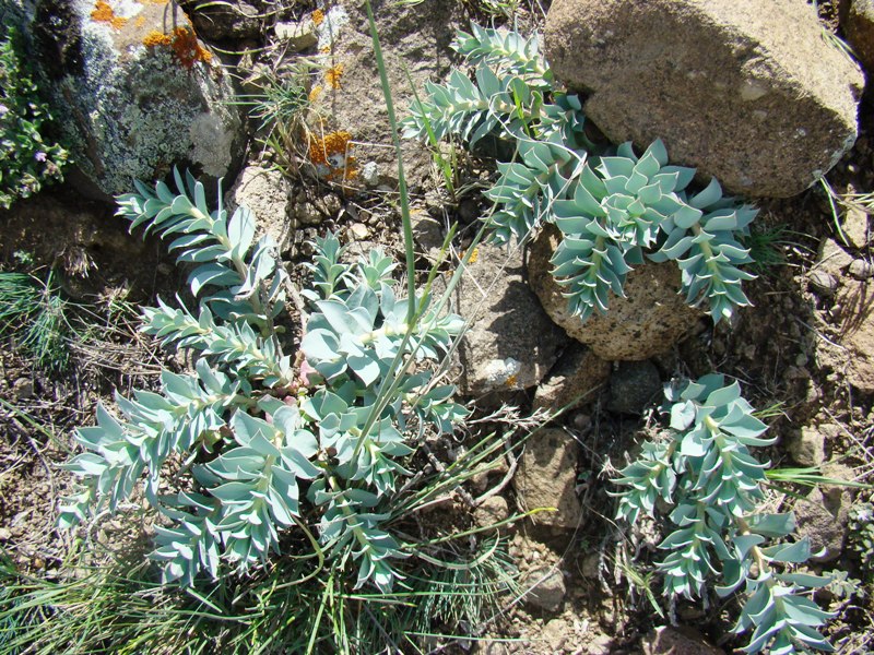 Изображение особи Euphorbia marschalliana.