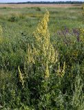 Verbascum lychnitis