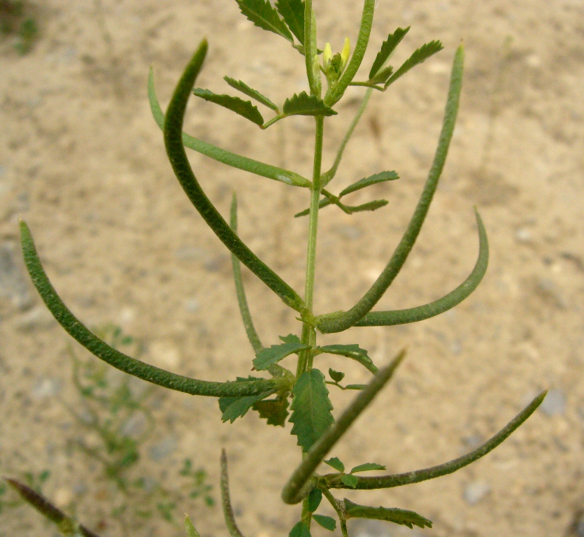 Изображение особи Trigonella geminiflora.