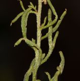 Reseda muricata