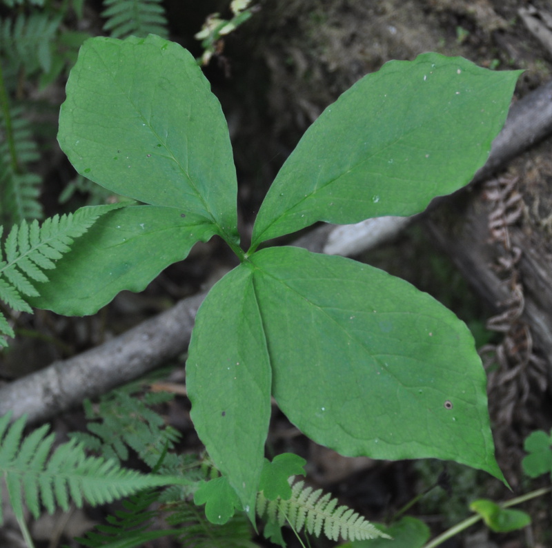 Изображение особи Arisaema amurense.