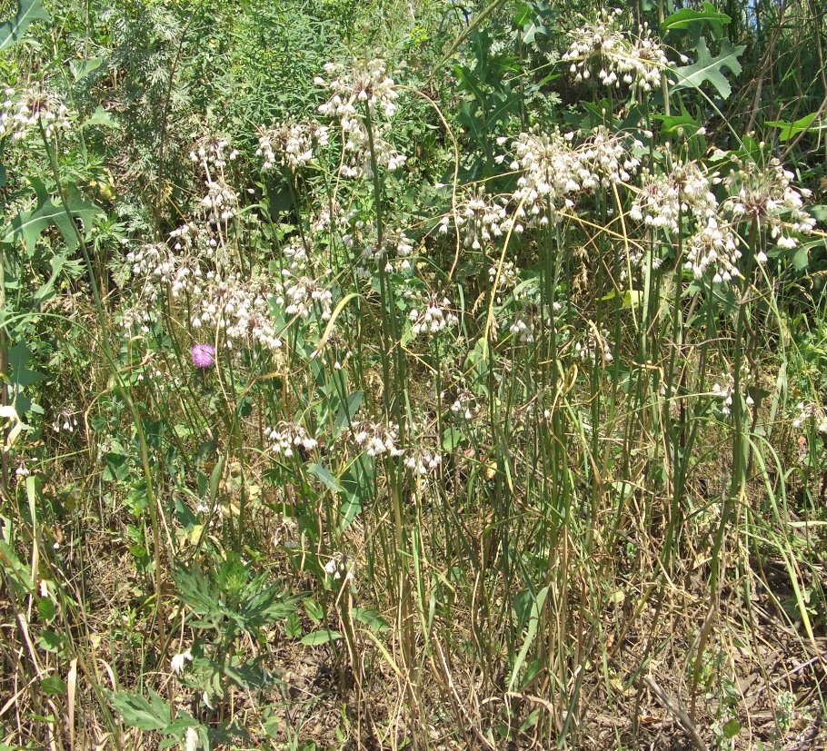 Изображение особи Allium oleraceum.