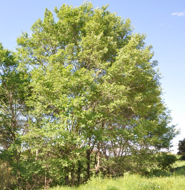 Изображение особи род Ulmus.