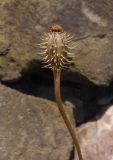 Papaver hybridum. Зрелый плод-коробочка. Крым, пос. Отрадное, степной участок. 20.05.2013.