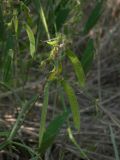 Lathyrus sylvestris