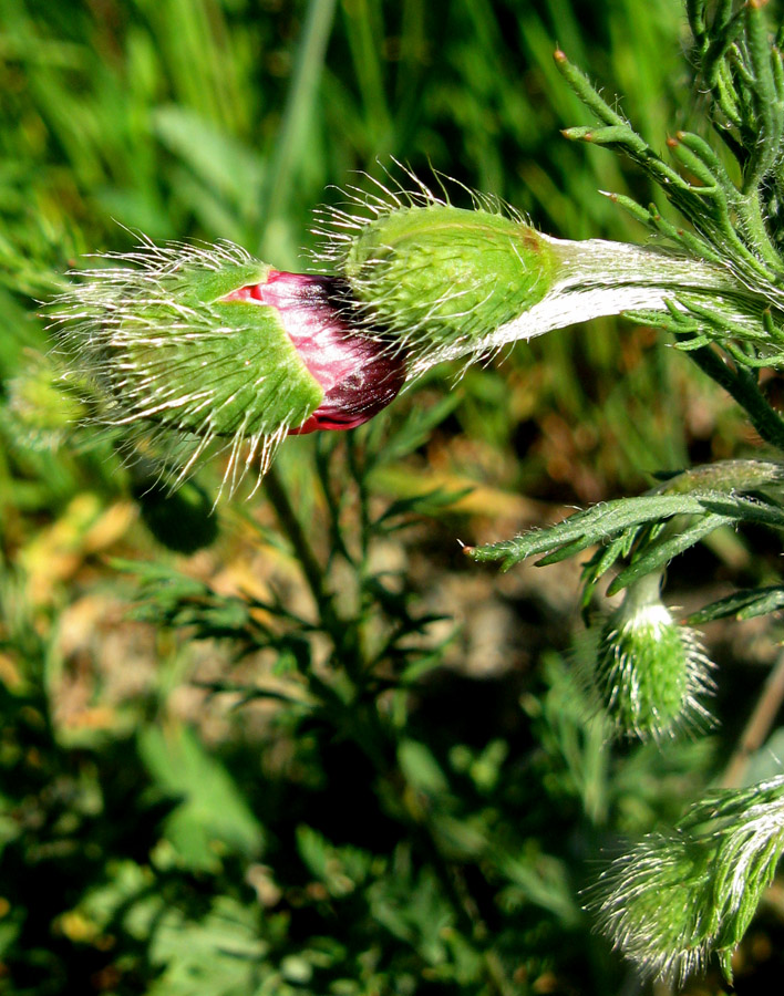 Изображение особи Papaver hybridum.