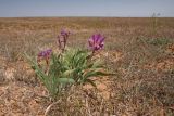 Iris scariosa