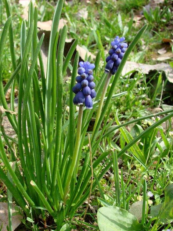 Изображение особи Muscari leucostomum.