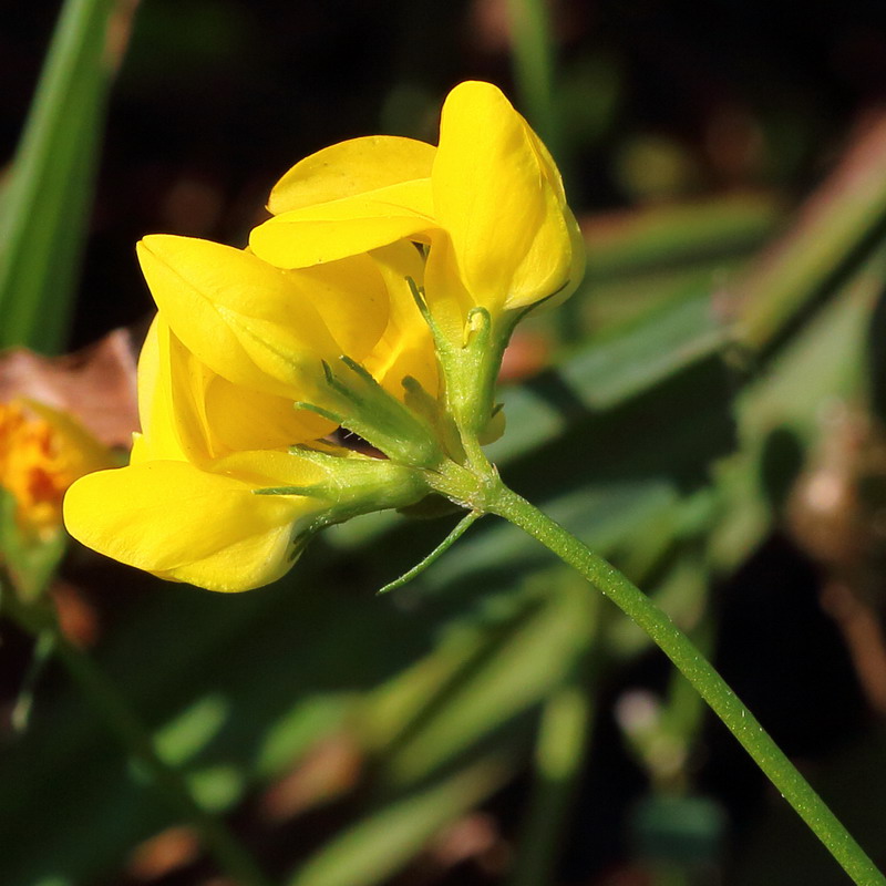 Лядвенец украинский (Lotus ucrainicus)