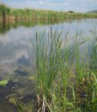 род Typha. Цветущие растения. Татарстан, Бавлинский р-н. 09.06.2014.