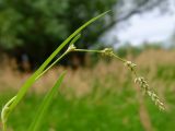 Persicaria sungareensis