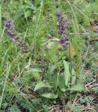 Epipactis atrorubens