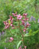 Trachomitum lancifolium. Соцветие с бутонами и распускающимися цветками. Кемеровская обл., Кемеровский р-н, окр. с. Березовка, каменистый берег р. Томь. 15.07.2009.