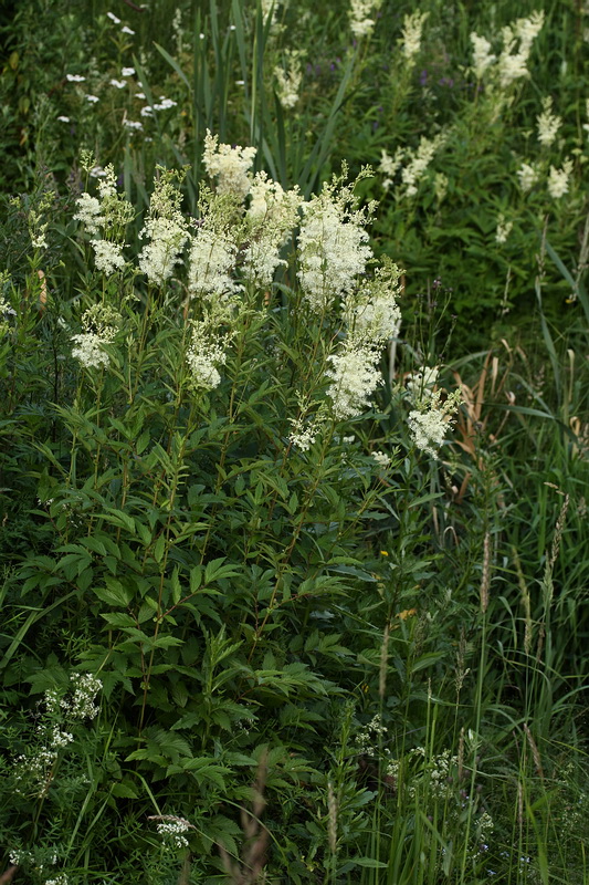 Изображение особи Filipendula ulmaria ssp. denudata.