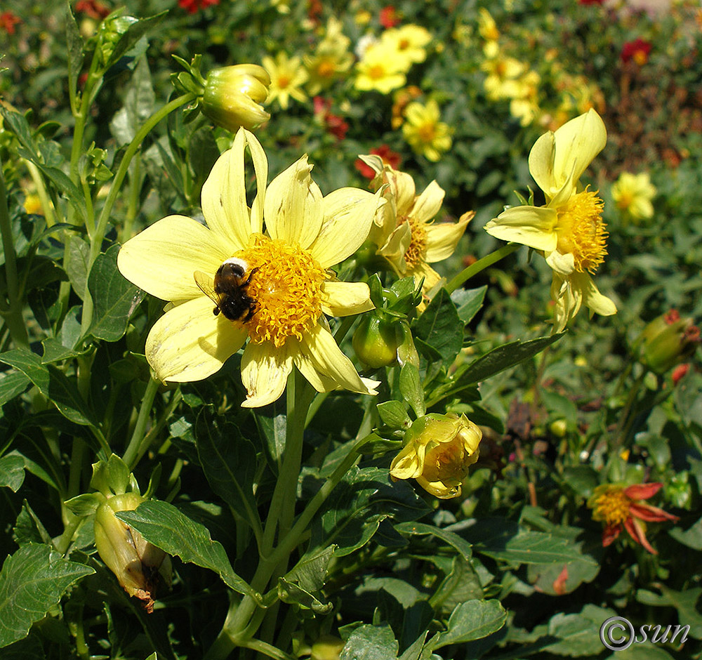 Изображение особи Dahlia pinnata.