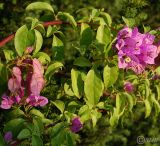 Bougainvillea glabra