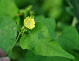 Merremia hederacea. Верхушка побега с цветком. Андаманские острова, остров Хейвлок, в поселке у дороги. 31.12.2014.