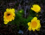 Adonis vernalis. Цветки с умершей пчелой. Пермский край, Суксунский р-н, с. Ключи. 16.05.2015.