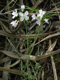 Cardamine dentata