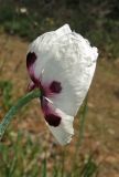 Papaver albiflorum. Цветок. Крым, Карадагский заповедник, начало экологической тропы, дубовое редколесье. 26.04.2016.