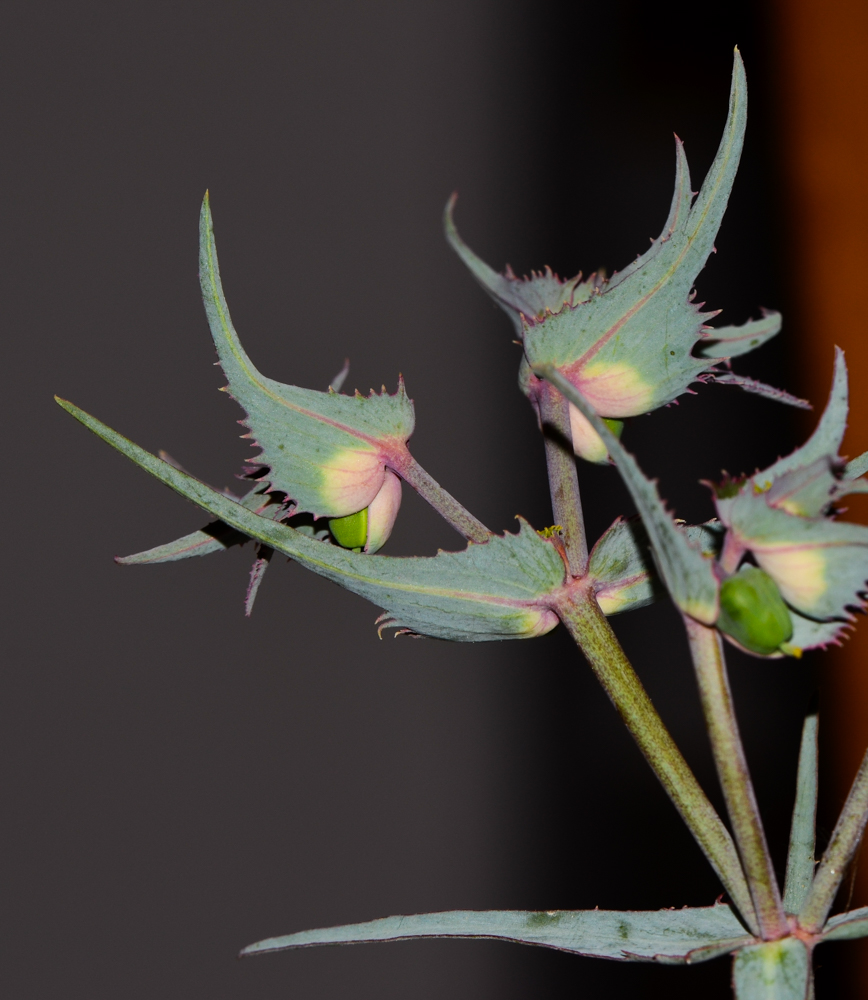 Изображение особи Euphorbia retusa.