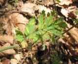 Pyrethrum poteriifolium. Поражённый лист. Краснодарский край, Абинский р-н, окр. пос. Новый, дубово-сосновый лес. 06.07.2016.