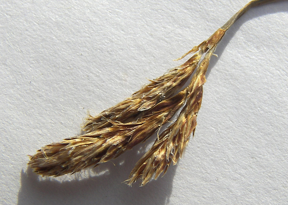 Изображение особи Carex tristis.