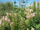 Scutellaria adsurgens