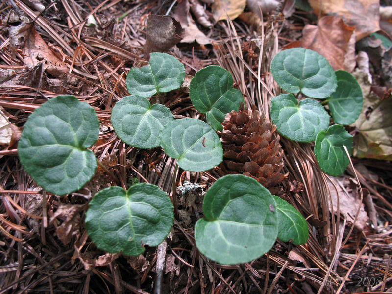 Изображение особи Pyrola renifolia.