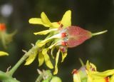 Koelreuteria bipinnata. Завязавшийся плод. Узбекистан, г. Ташкент, Ботанический сад им. Ф.Н. Русанова. 11.09.2016.