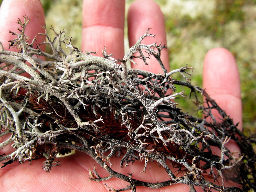 Image of Cladonia stygia specimen.