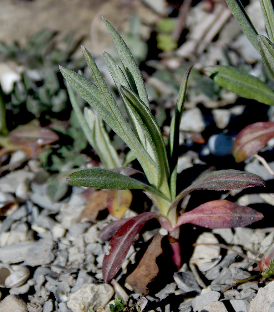 Изображение особи Xeranthemum cylindraceum.