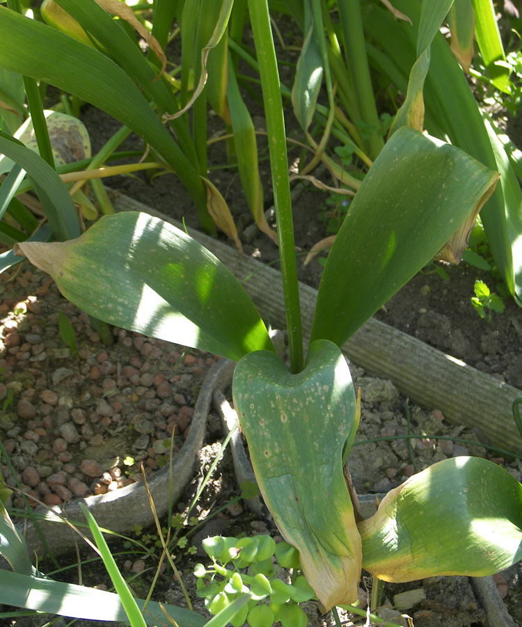 Изображение особи Allium macleanii.