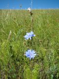 Cichorium intybus. Верхушка побега с соцветиями. Ульяновская обл., Карсунский р-н, окр. с. Теньковка, гряда мергелисто-меловых склонов к р. Урень и её правому притоку к северу и востоку от села. 7 июля 2015 г.