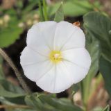 Convolvulus lineatus. Цветок. Ростовская обл., Неклиновский р-н, Фёдоровское с/п, дол. р. Сухой Еланчик, на каменистом склоне. 20.06.2017.